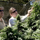 Illustration for article titled iFrontline/i: The Pot Republic
